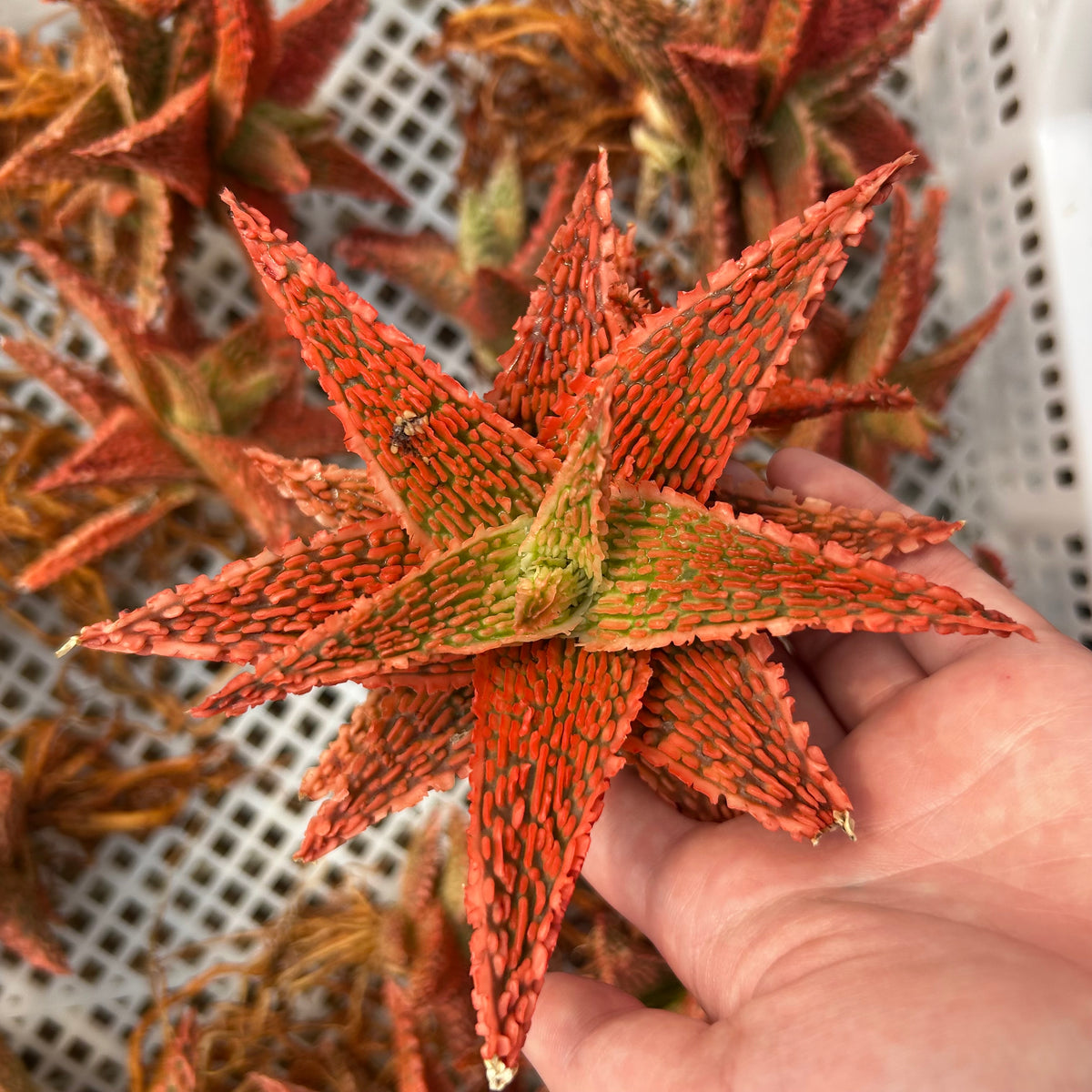 Aloe hybrid-Aloe-W4-6cm-image-57