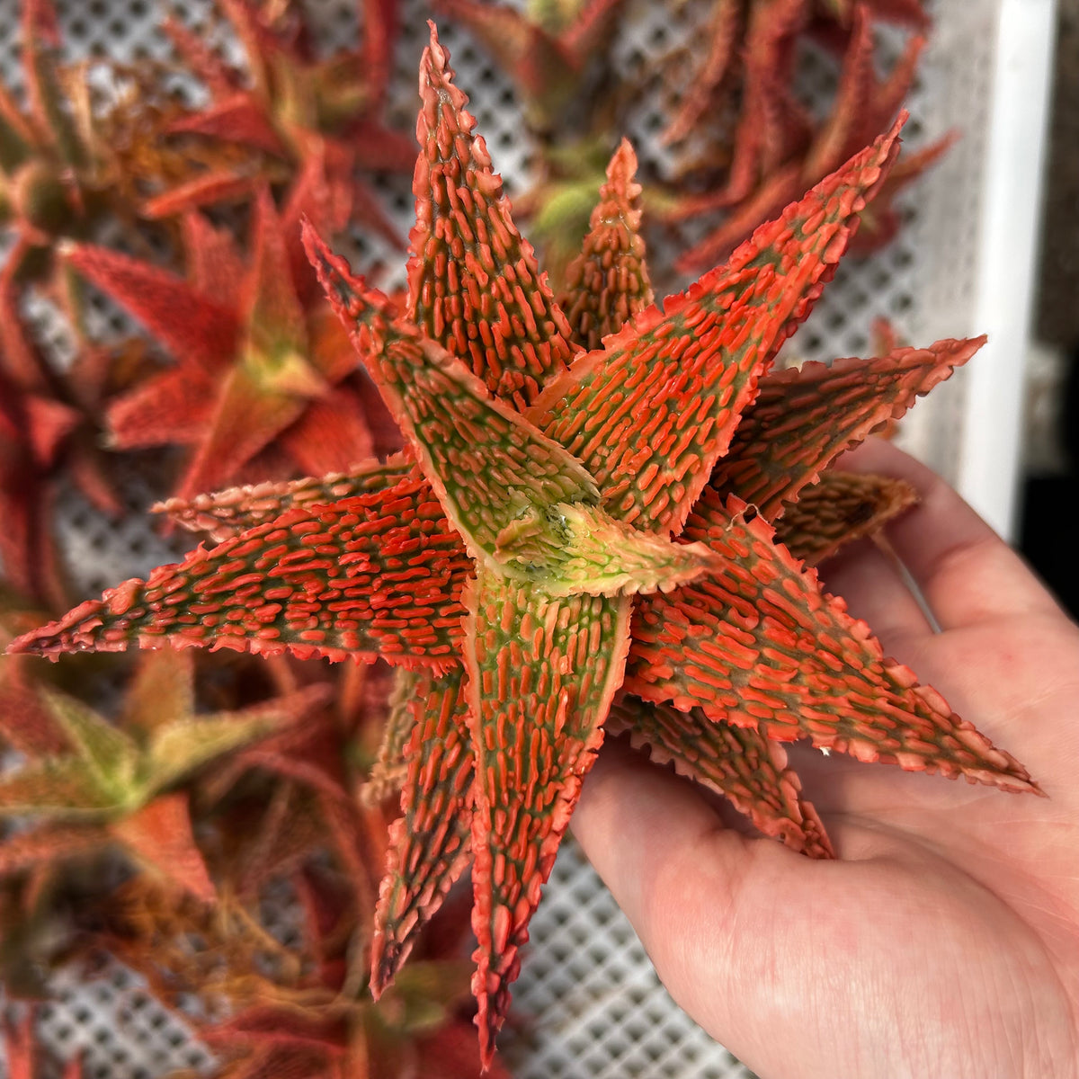 Aloe hybrid-Aloe-W4-6cm-image-58