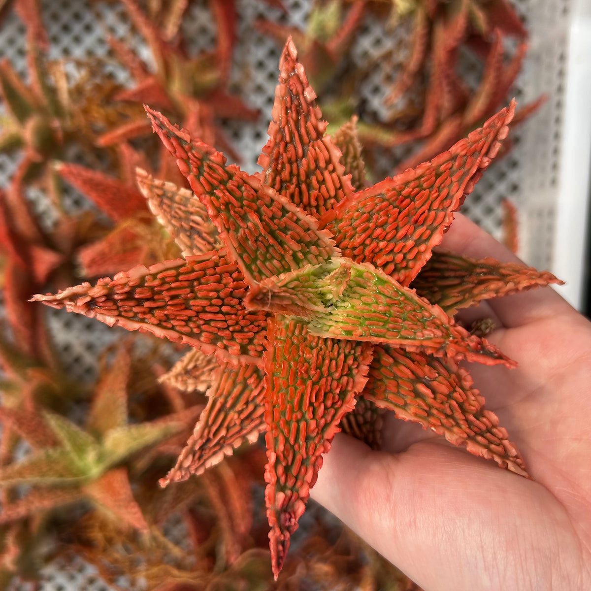 Aloe hybrid-Aloe-W4-6cm-image-59