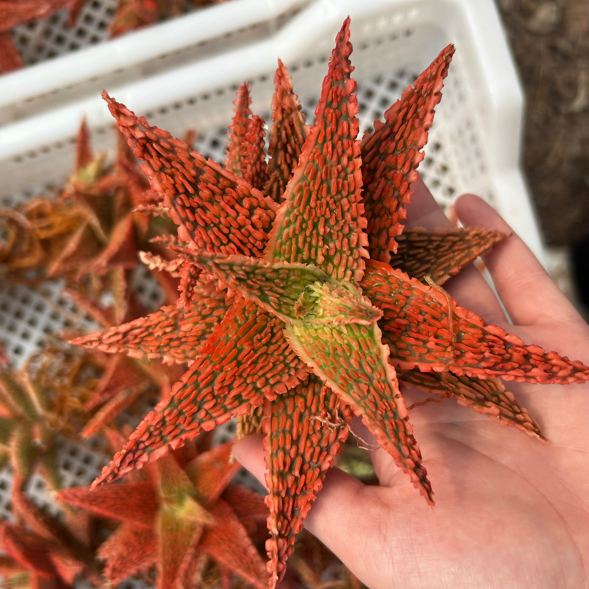 Aloe hybrid-Aloe-W4-6cm-image-60
