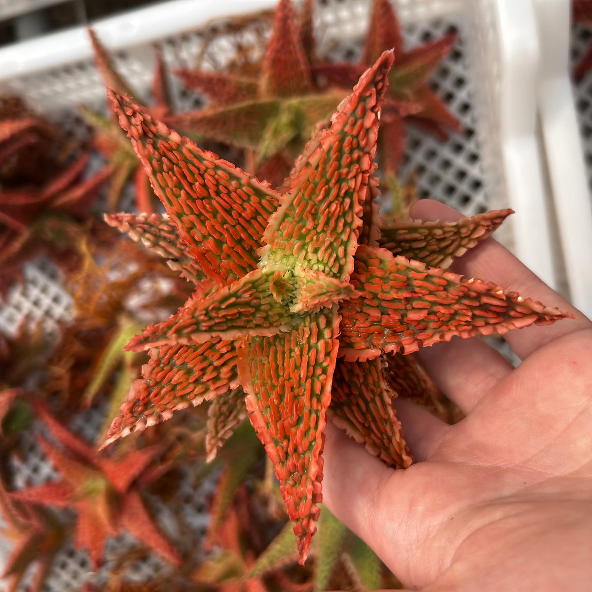 Aloe hybrid-Aloe-W4-6cm-image-62