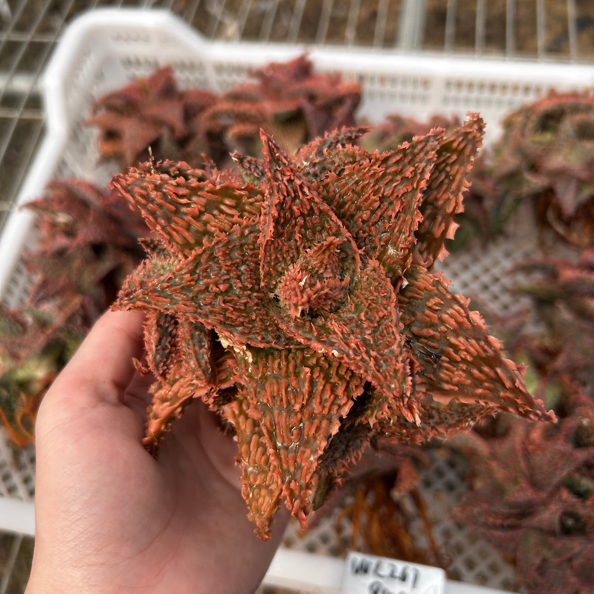 Aloe hybrid-Aloe-W4-6cm-image-50
