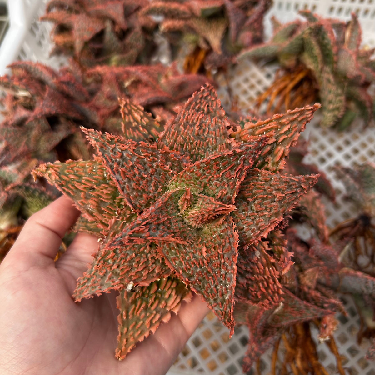 Aloe hybrid-Aloe-W4-6cm-image-52