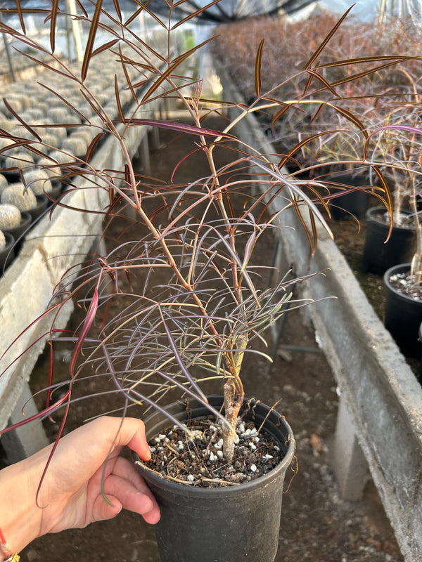 Cyphostemma mappia