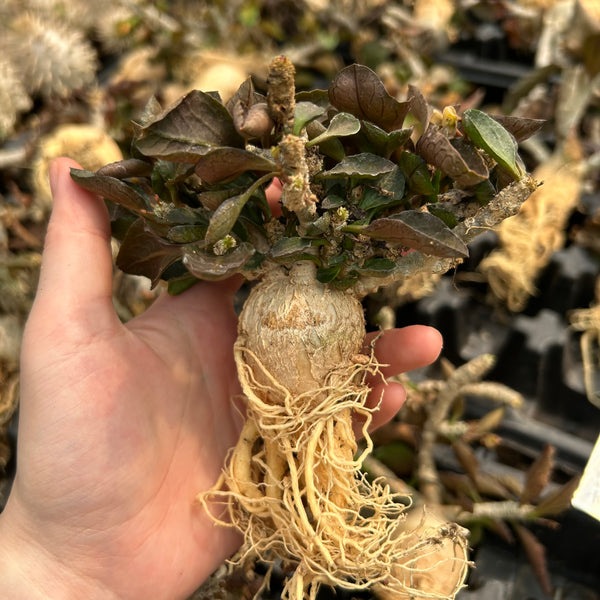 Euphorbia ambovombensis - BotanicalCollector
