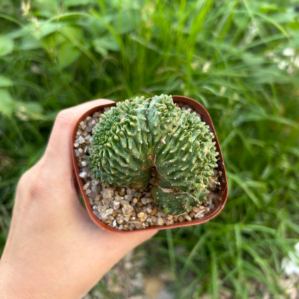 Euphorbia valida
