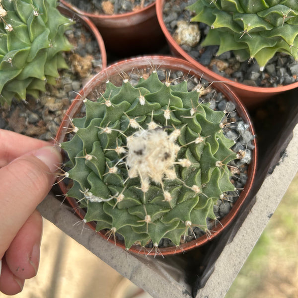 Obregonia denegrii