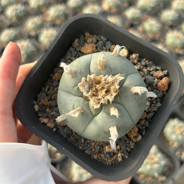 Lophophora williamsii — Lophophora — listed size W5cm — Same Size Shipped — image 2: potted blue-green spineless cactus with a pale woolly crown