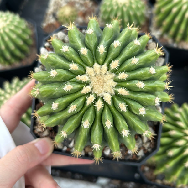 Echinocactus grusonii 'Brevispinus'