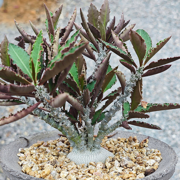 Euphorbia suzannae-marnierae Seeds — Euphorbia — 2026 seed listing — 1 Seed — image 2: plant specimen shown as a reference for this seed listing