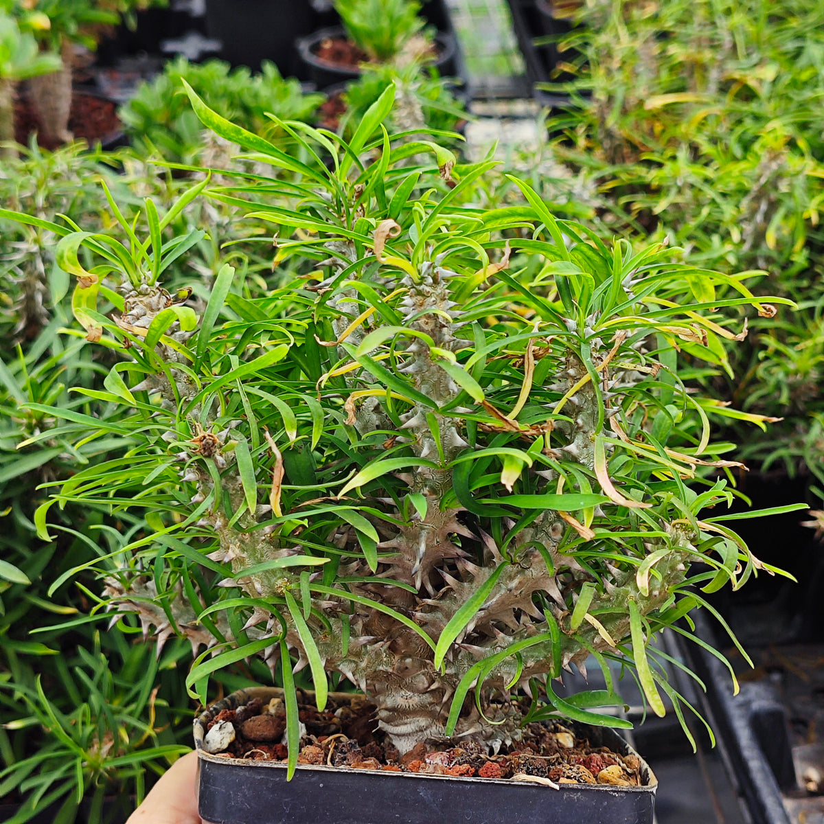 Euphorbia brachyphylla-Euphorbia-W4-6cm&W6-8cm-image-1