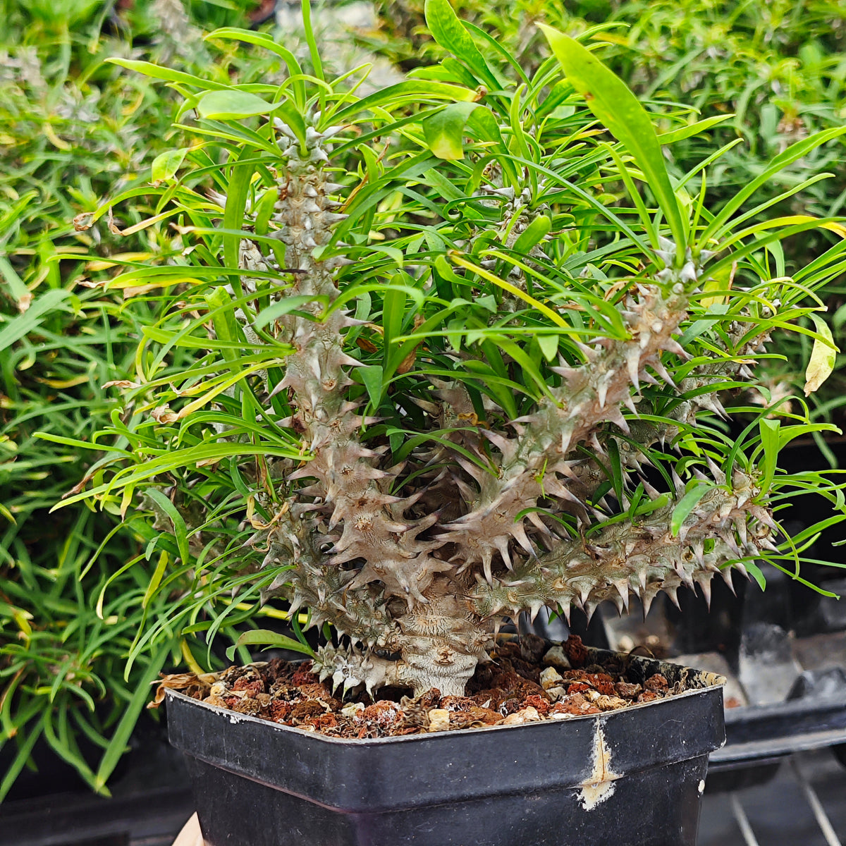 Euphorbia brachyphylla-Euphorbia-W4-6cm&W6-8cm-image-2