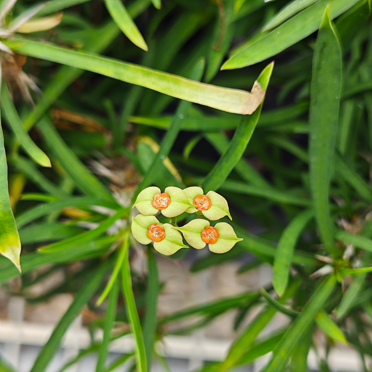 Euphorbia brachyphylla-Euphorbia-W4-6cm&W6-8cm-image-4