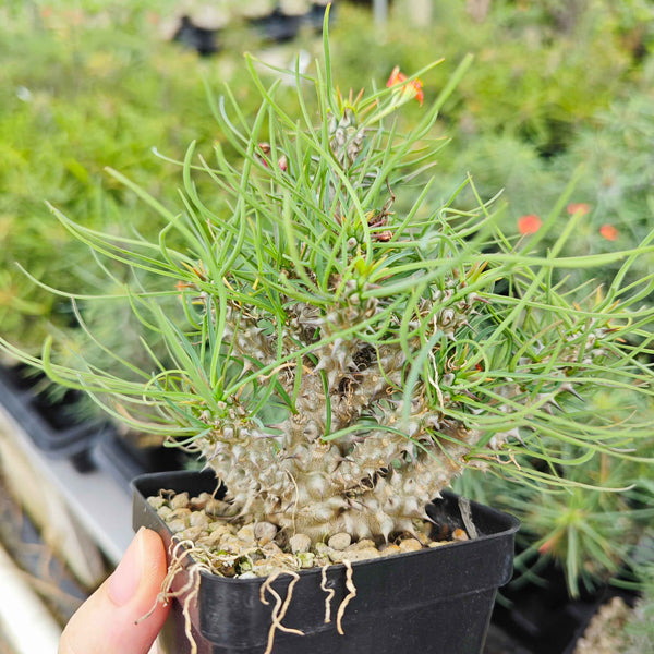 Euphorbia gottlebei