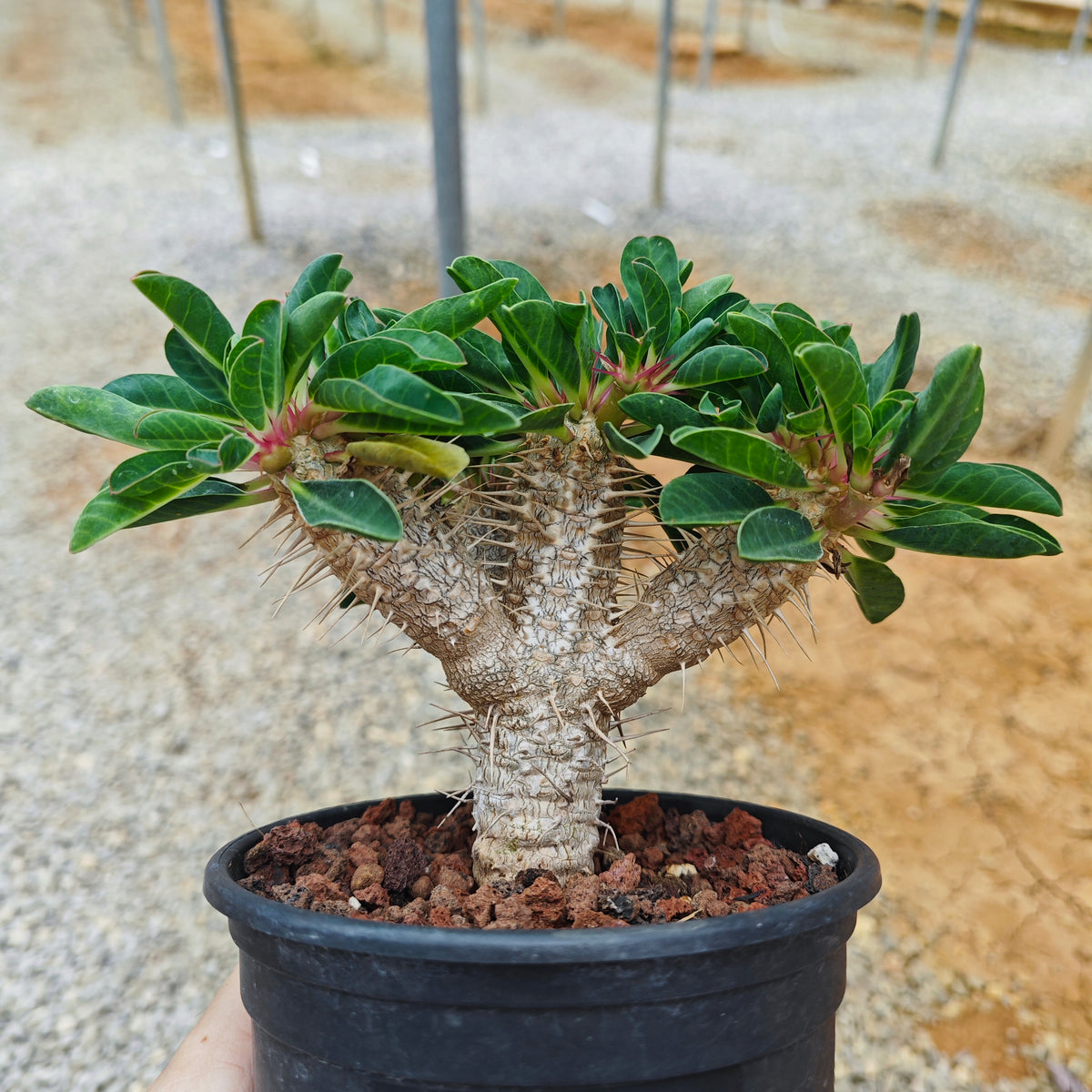 Euphorbia guillauminiana |WYSIWYG-Euphorbia-H8-10cm-image-1