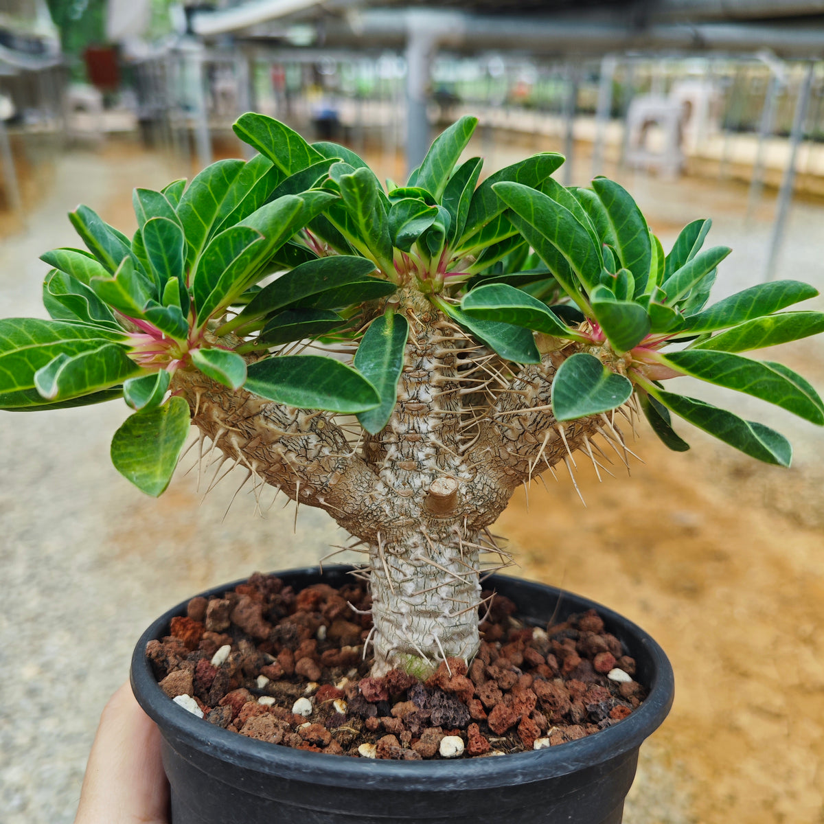 Euphorbia guillauminiana |WYSIWYG-Euphorbia-H8-10cm-image-3