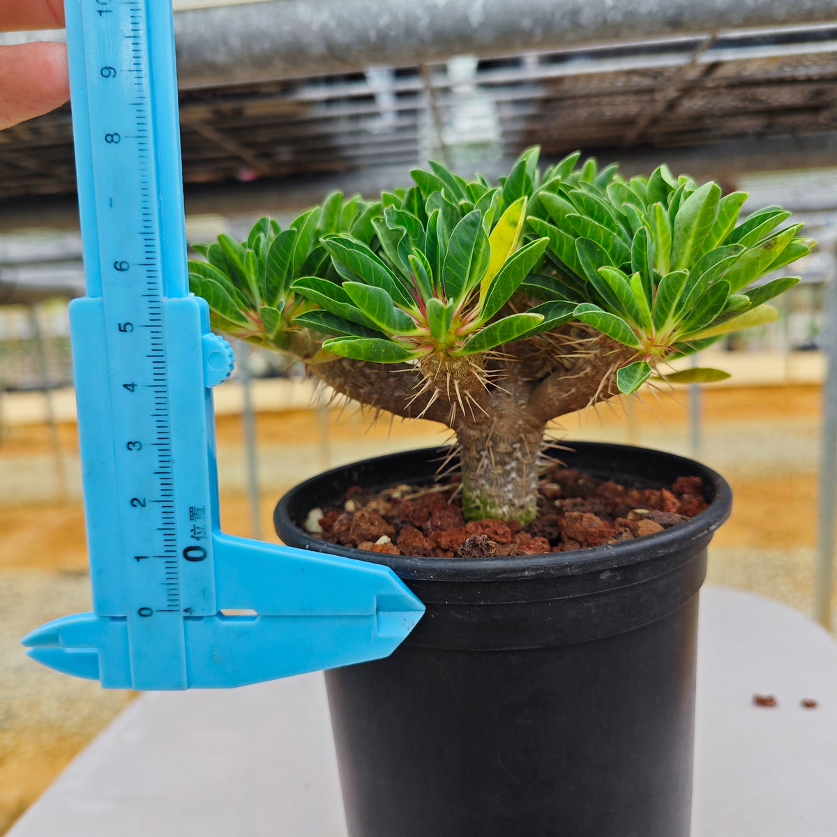 Euphorbia guillauminiana |WYSIWYG-Euphorbia-H8-10cm-image-8