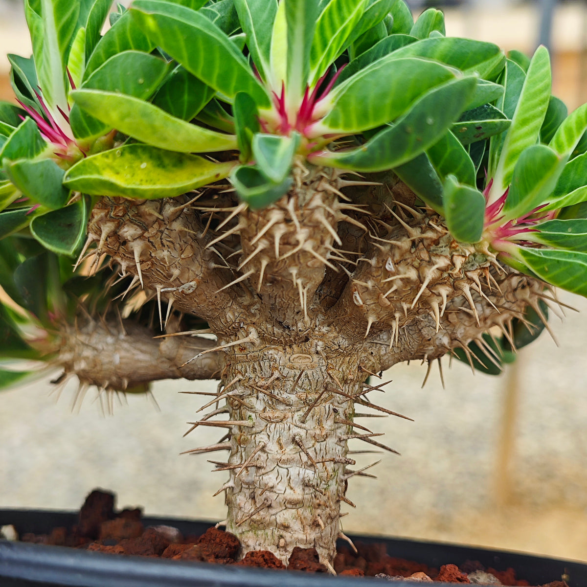 Euphorbia guillauminiana |WYSIWYG-Euphorbia-H8-10cm-image-11