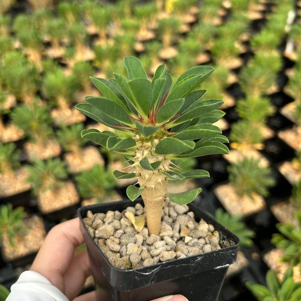 Euphorbia guillauminiana