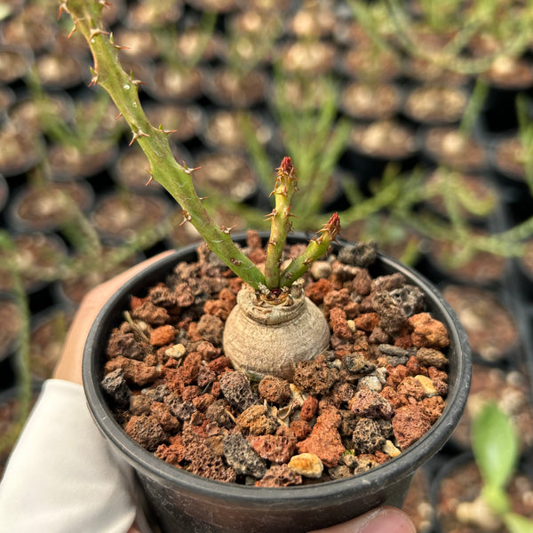 Euphorbia decidua — Euphorbia — listed size W2-2.5cm — Same Size Shipped — image 2: potted plant with a round caudex and slender branching stems