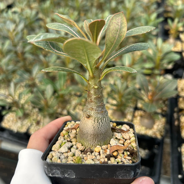 Adenium socotranum — Adenia — listed size W2.5-3cm — Same Size Shipped — image 1: potted plant with a swollen trunk and broad leaves