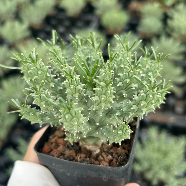 Euphorbia confluens