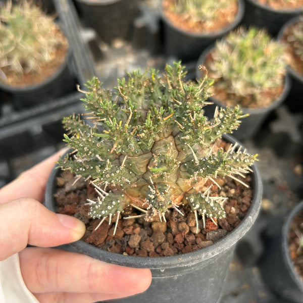 Euphorbia astrophora