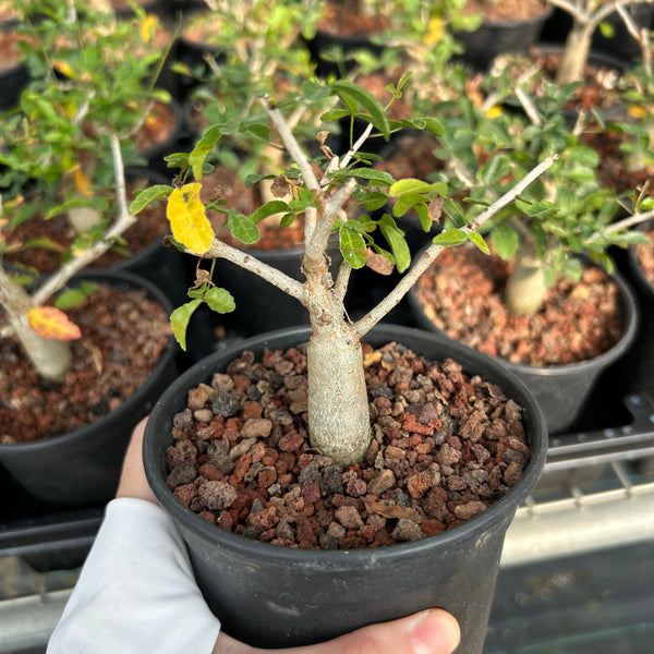 Commiphora humbertii