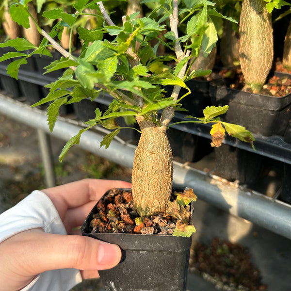 Bursera fagaroides — Burseraceae — listed size W2-2.5cm — Same Size Shipped — image 2: potted plant with a tapered trunk and leafy branches