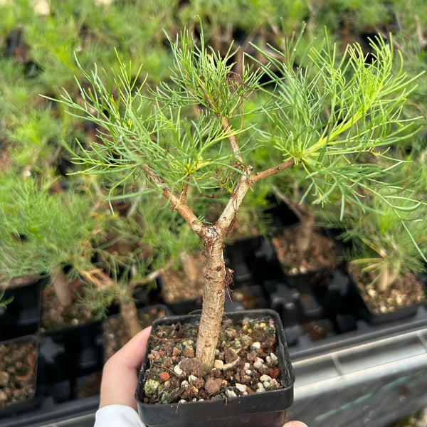 Commiphora kraeuseliana