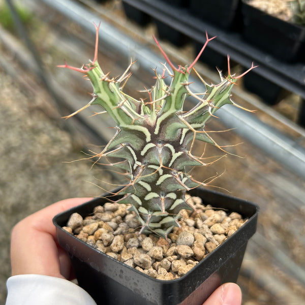 Euphorbia schizacantha — Euphorbia — listed size W3-4cm — Same Size Shipped — image 1: potted plant with branching spiny green stems