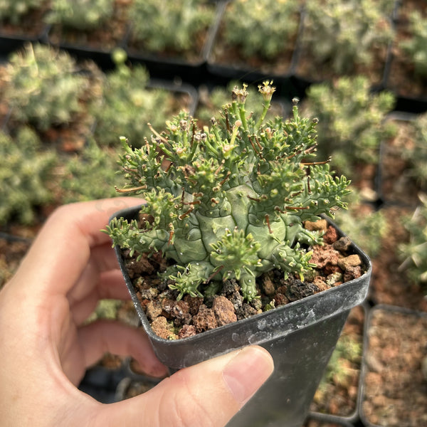 Euphorbia decepta