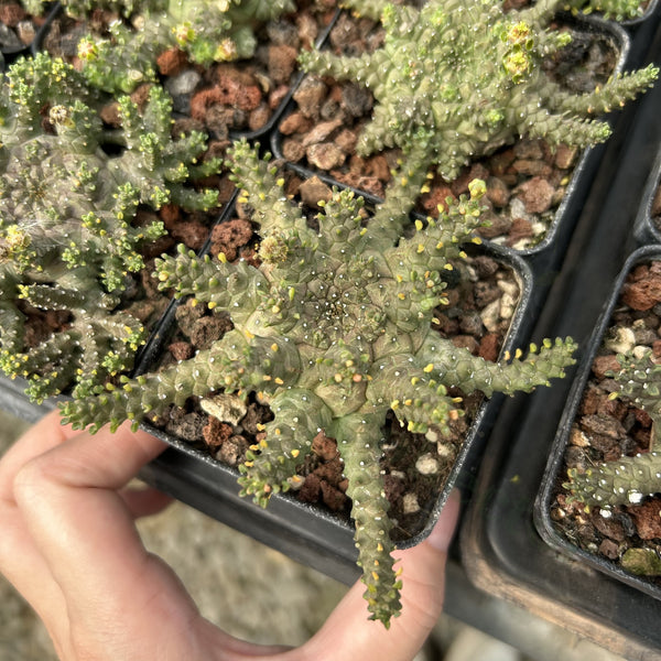 Euphorbia brevirama