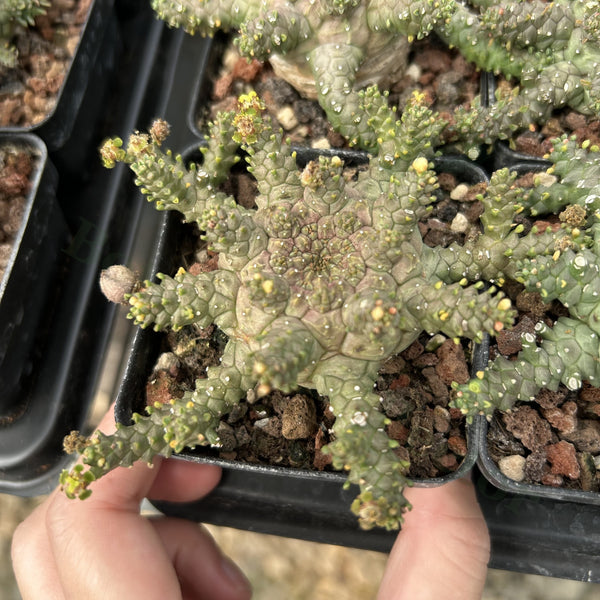 Euphorbia brevirama