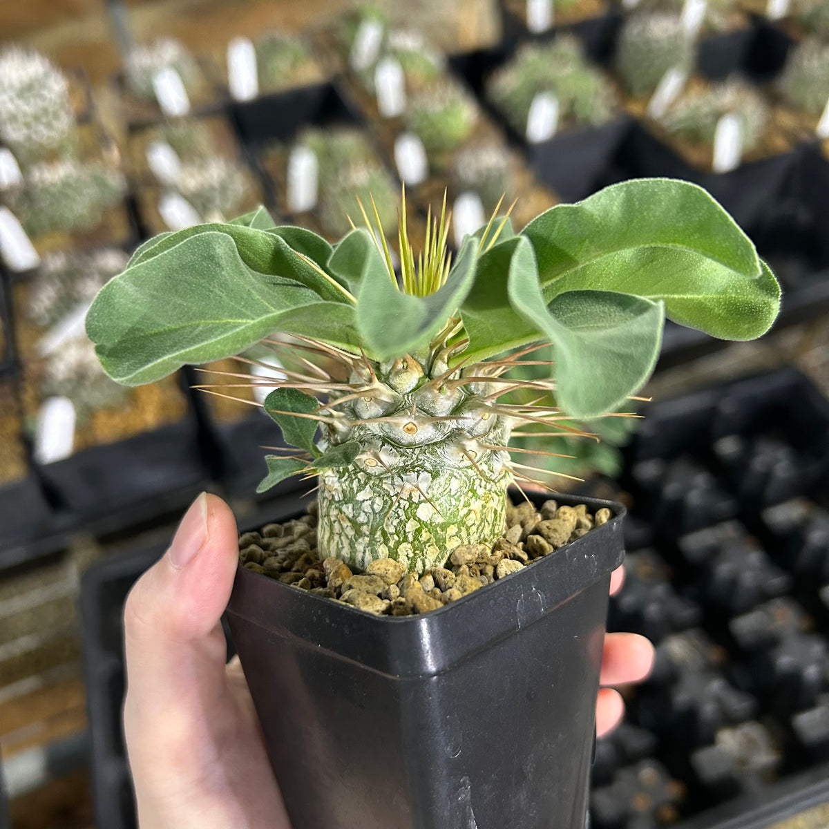 Pachypodium namaquanum-Pachypodium-image-3