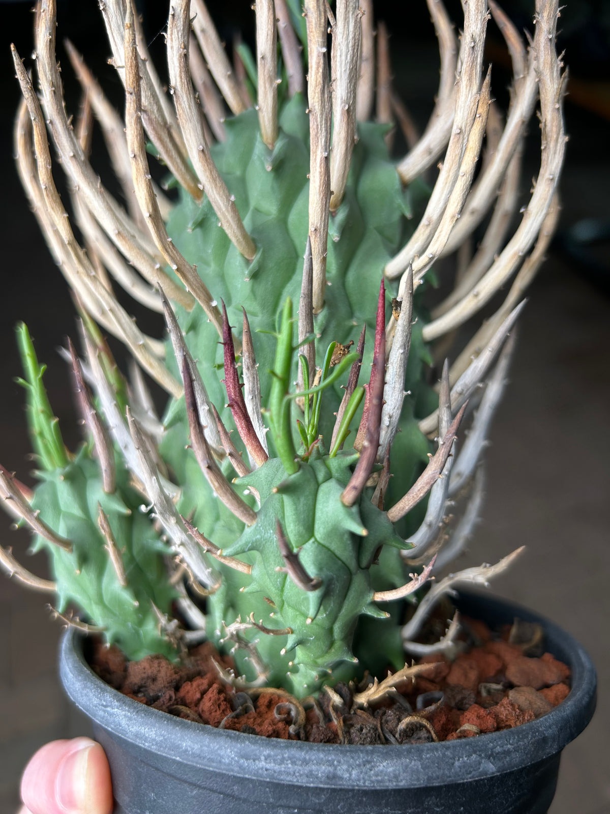 Euphorbia schoenlandii-Euphorbia-H6-8cm-image-9