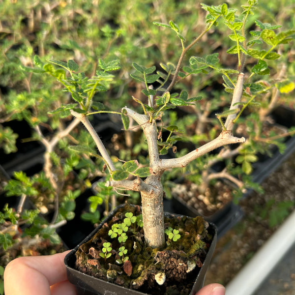 Commiphora monstruosa — Burseraceae — listed size W1cm — Same Size Shipped — image 2: potted plant with an irregular branching trunk and sparse leaves