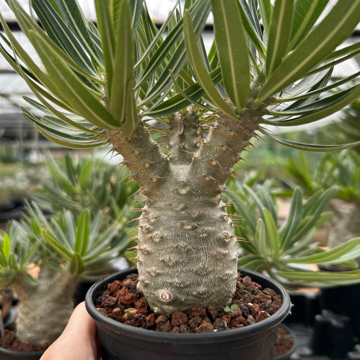 Pachypodium rosulatum var. gracilius-Pachypodium-image-32