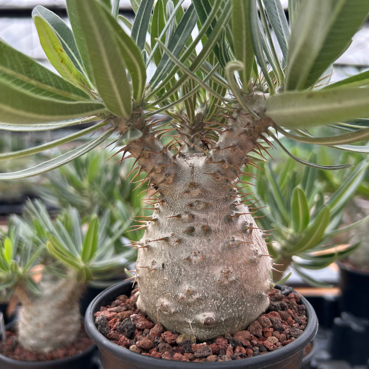 Pachypodium rosulatum var. gracilius-Pachypodium-image-26