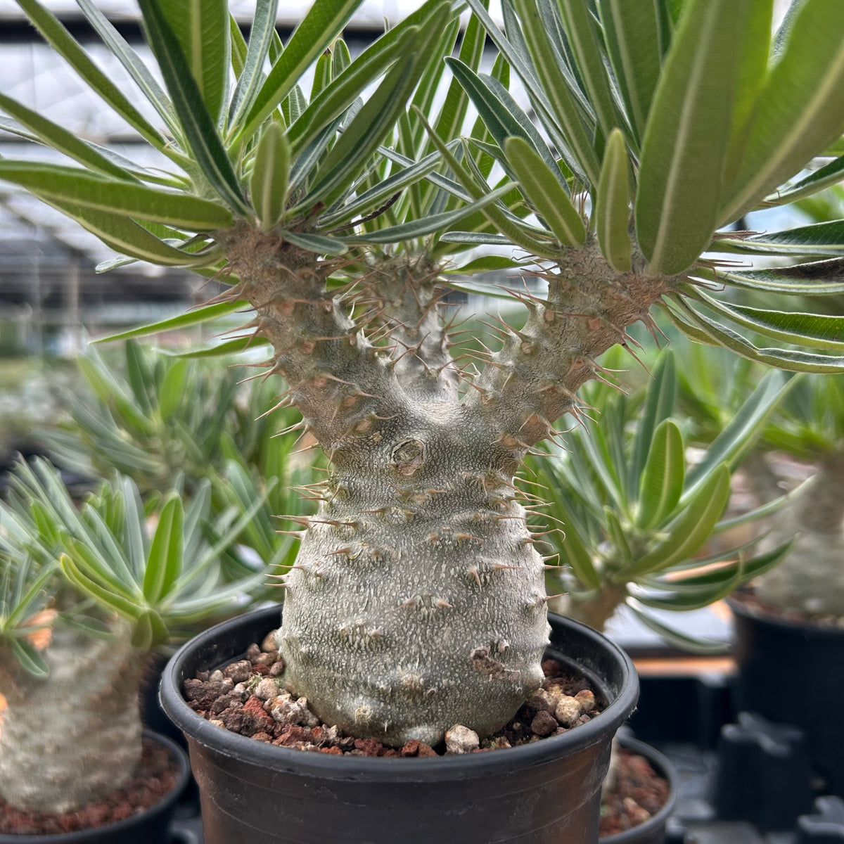 Pachypodium rosulatum var. gracilius-Pachypodium-image-21
