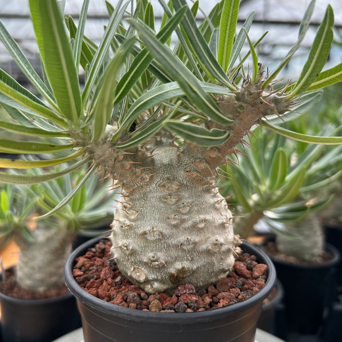 Pachypodium rosulatum var. gracilius-Pachypodium-image-13