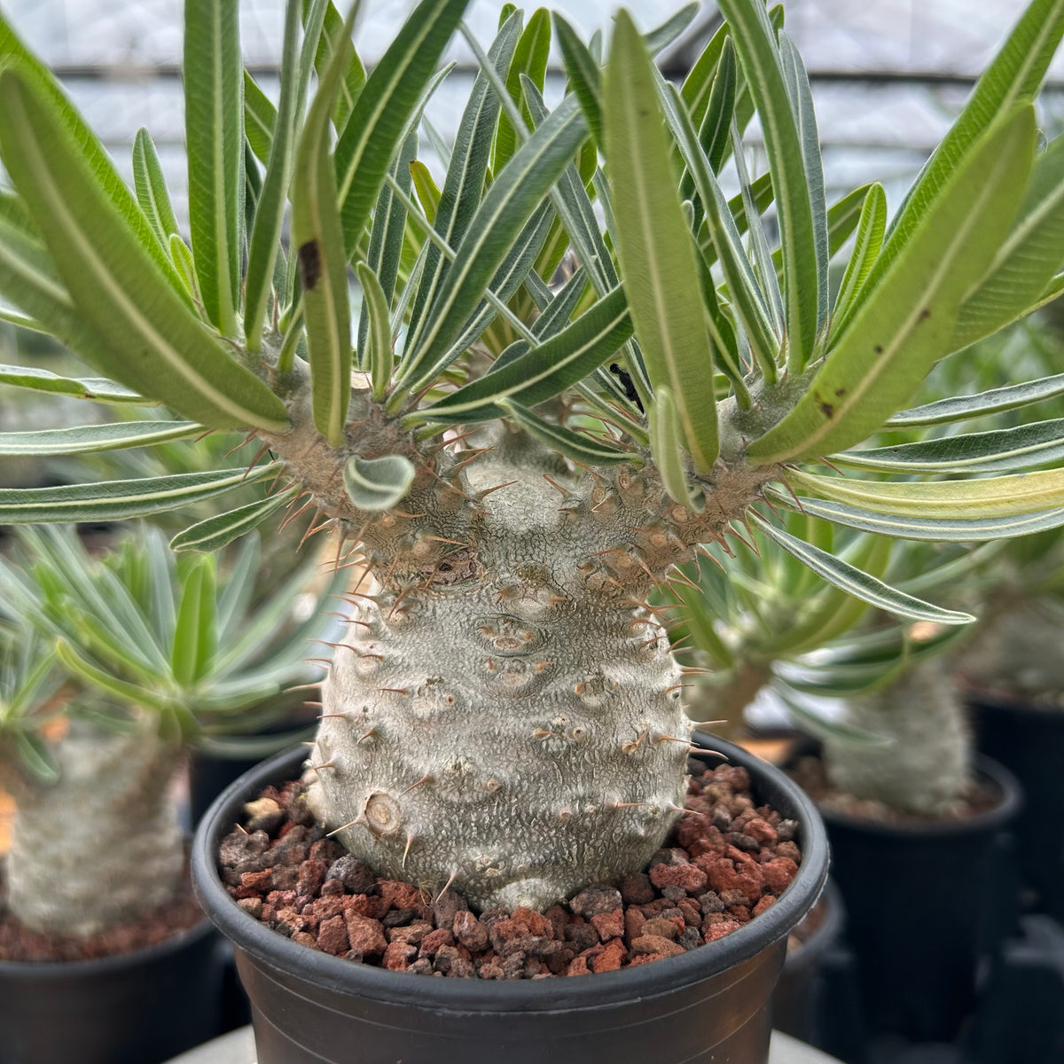 Pachypodium rosulatum var. gracilius-Pachypodium-image-14