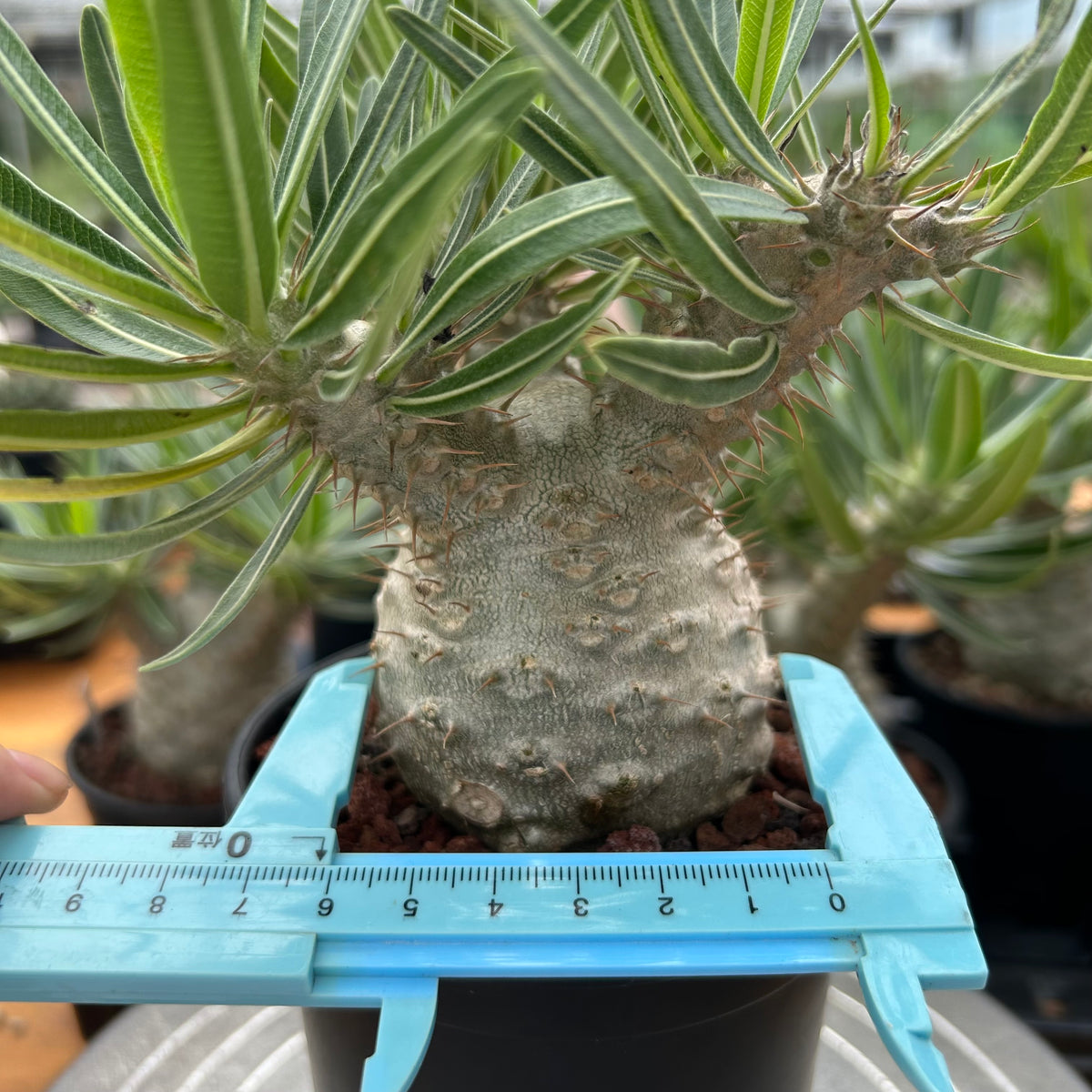 Pachypodium rosulatum var. gracilius-Pachypodium-image-16