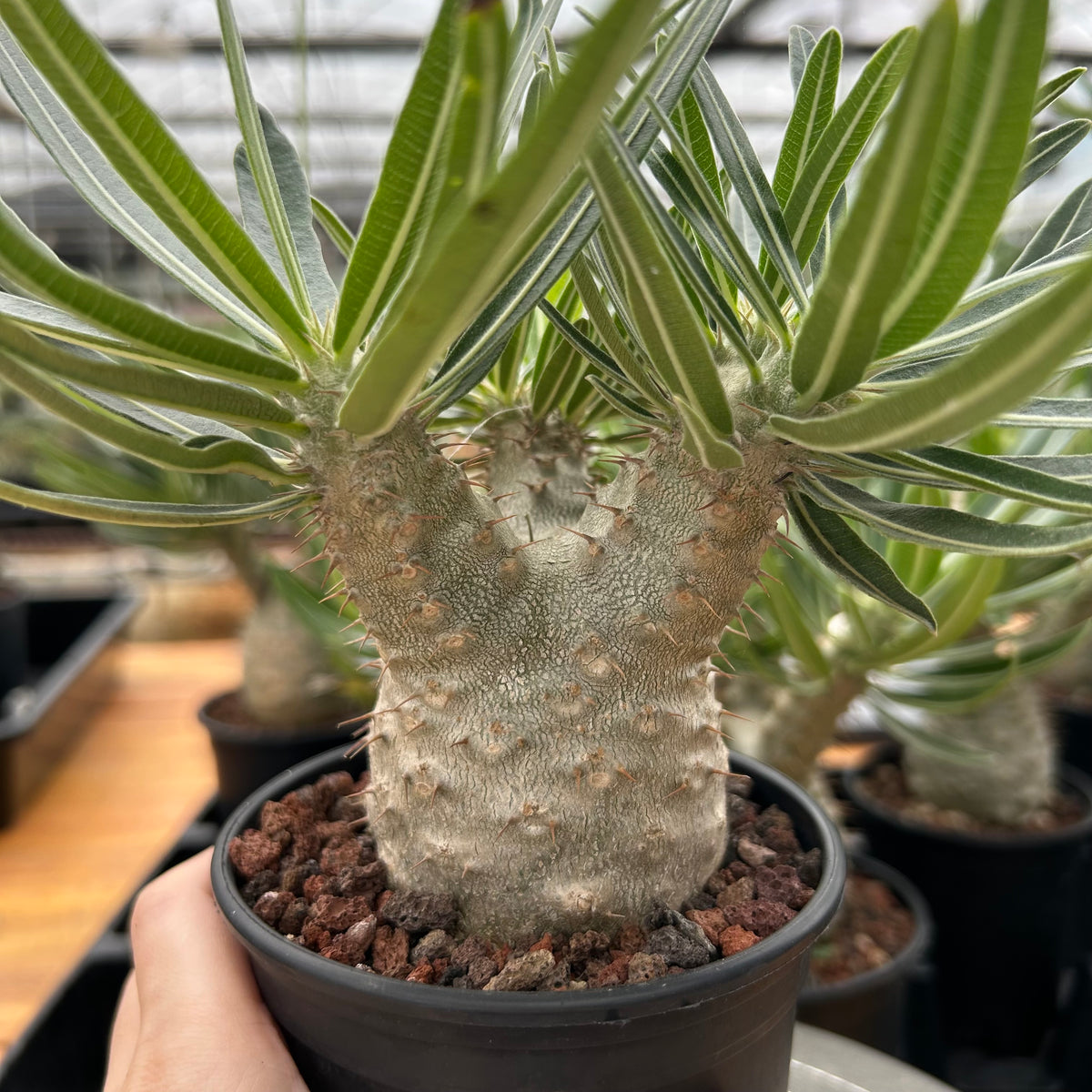 Pachypodium rosulatum var. gracilius-Pachypodium-image-7