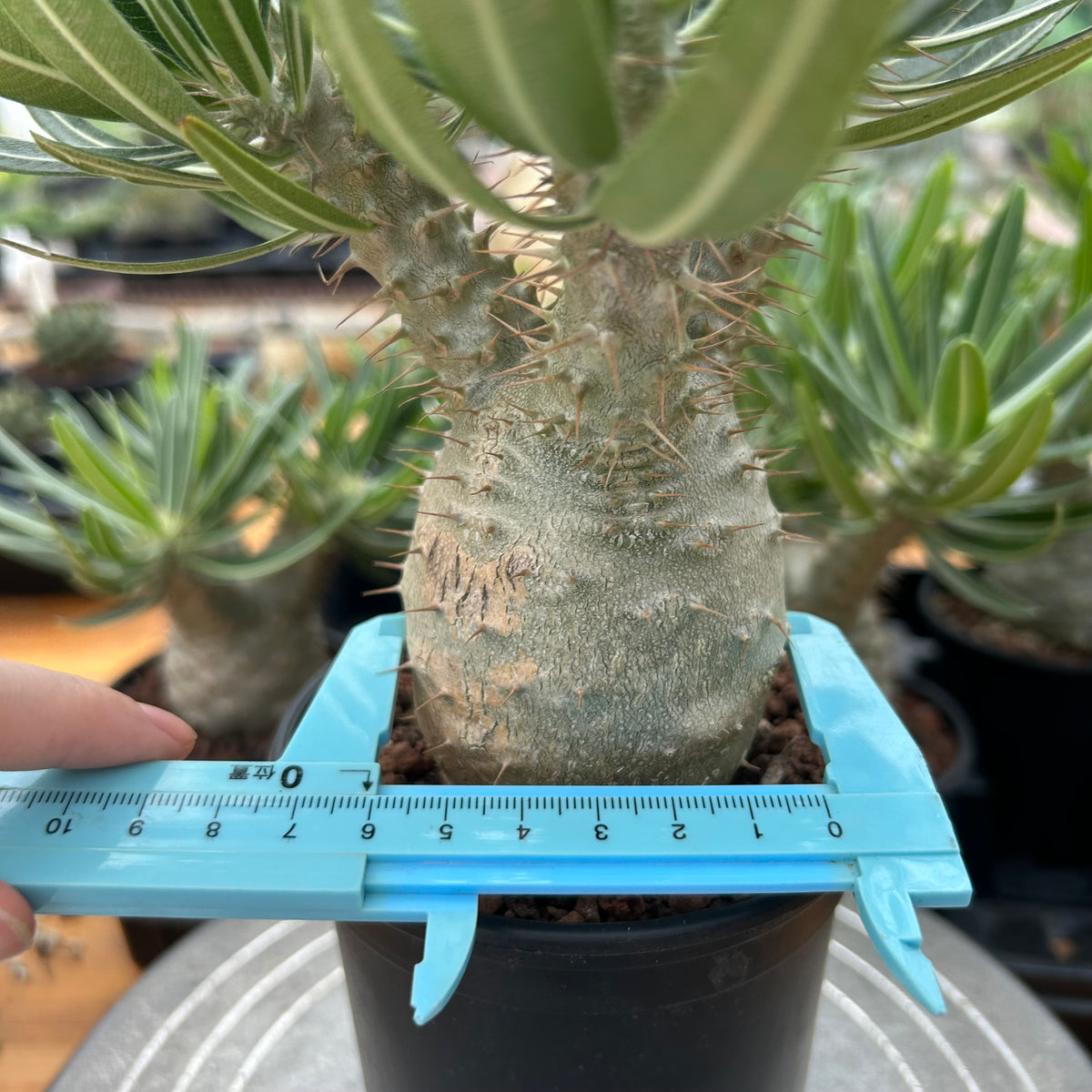 Pachypodium rosulatum var. gracilius-Pachypodium-image-4