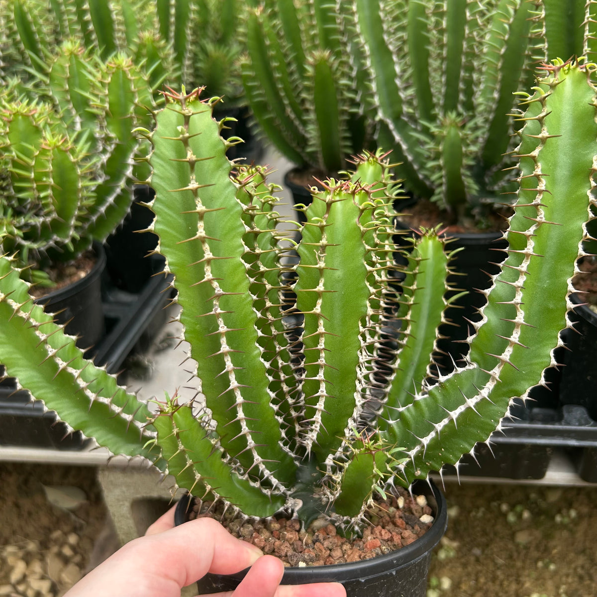 Euphorbia mlanjeana-Euphorbia-H4-6cm-image-6