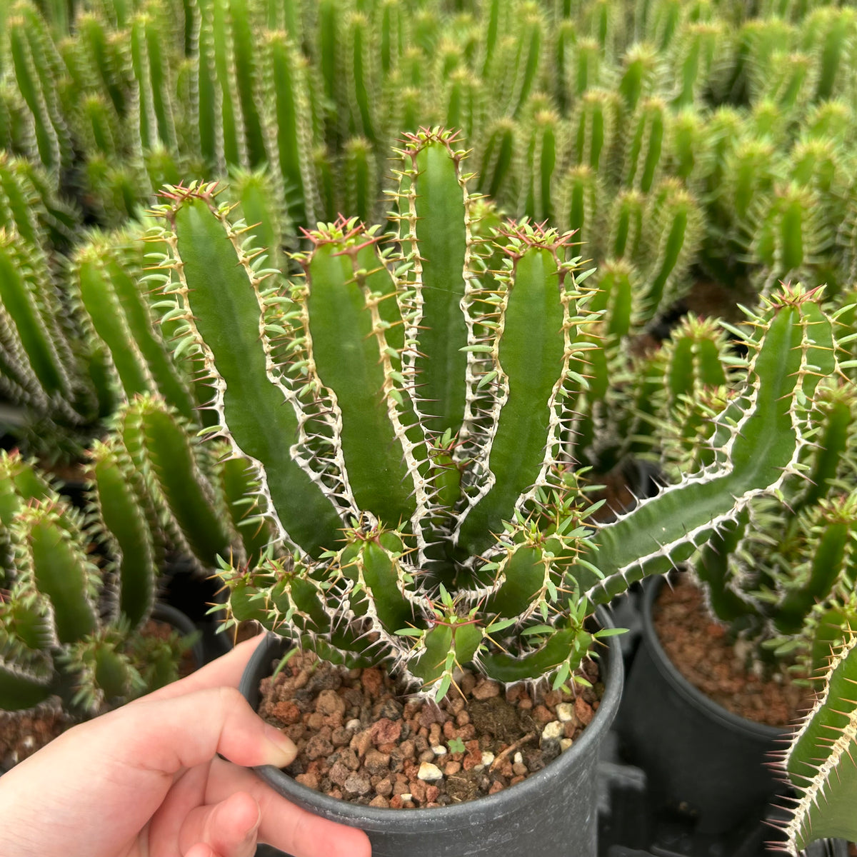 Euphorbia mlanjeana-Euphorbia-H4-6cm-image-10