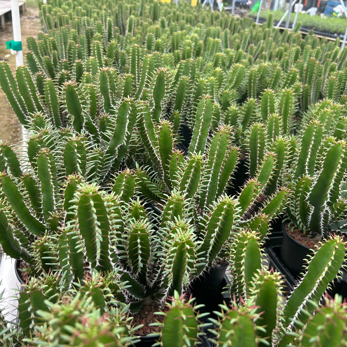 Euphorbia mlanjeana-Euphorbia-H4-6cm-image-12