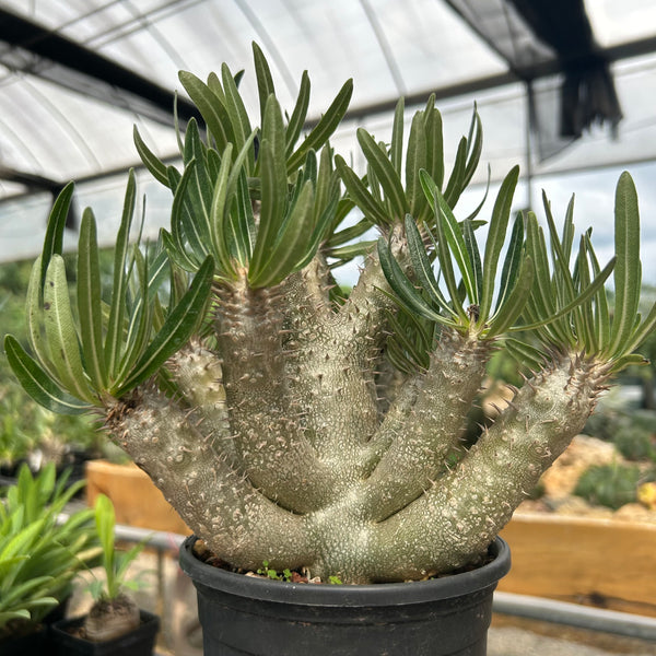 Pachypodium inopinatum-Pachypodium-H4-6cm&H15-20cm-image-1