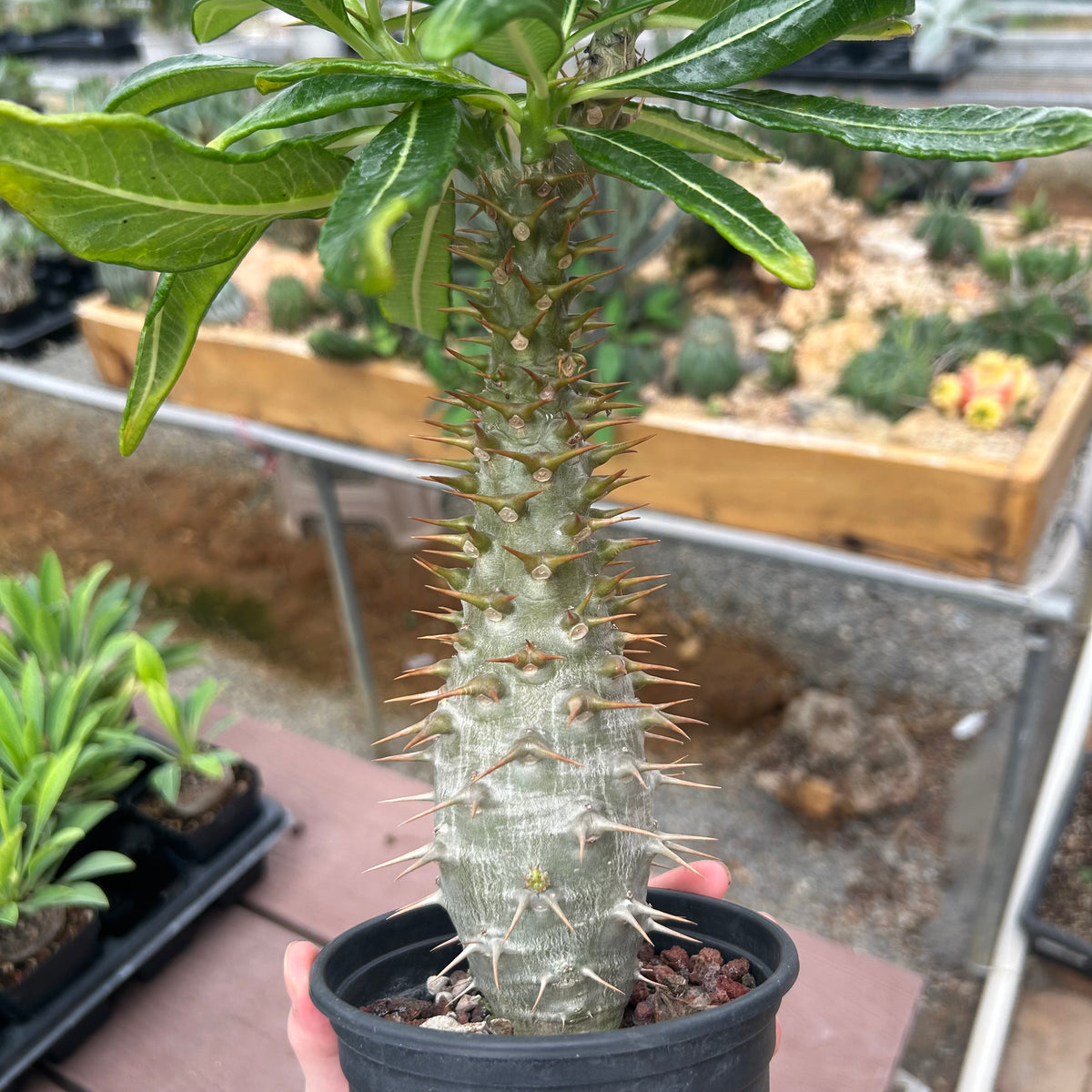 Pachypodium ambongense-Pachypodium-H20-25cm-image-11